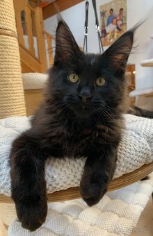 Mainská mývalí kocourek Zack s PP - 4