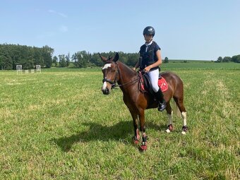 Pony KHV 134 cm (kat.A) 9 letý poník - 4