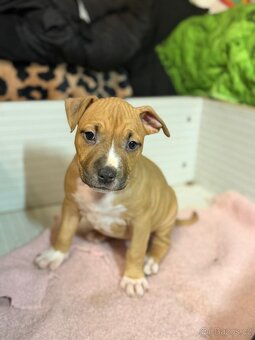 Americký stafordšírský terier - 4