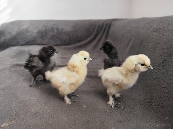 Hedvábnička EU velká - 4