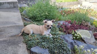 Čivava - pes 1 rok s PP - 4