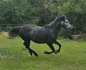 Nadějná pony klisna - 4