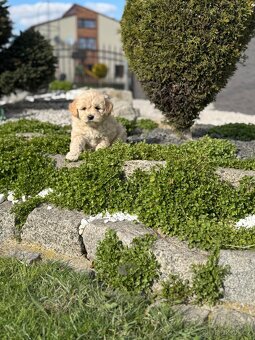Goldendoodle - 4