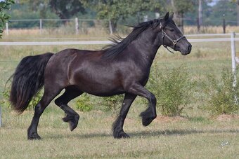 Fellský pony - klisna ježděná dětmi - 4
