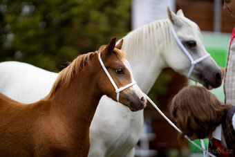 Welsh mountain pony, sekce A - 4