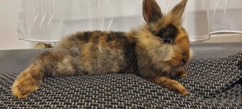 Zakrslý králíček - 4