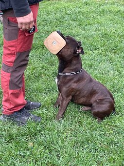 Stafordšírský bulteriér - krycí pes - 4