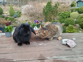 Zakrslý beránek sameček - 4