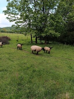 Berani Suffolk - 4