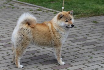 Shiba Inu s PP FCI - 4