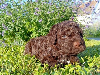Italský vodní pes - lagotto romagnolo s PP - 4
