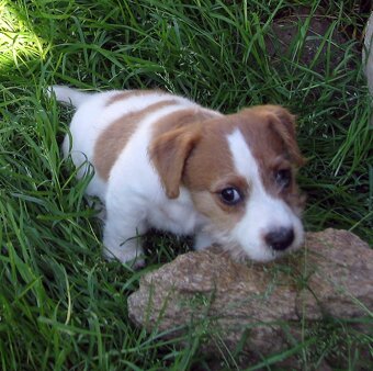 Jack Russell teriér– poslední fenka a 2 pejsci s PP k odběru - 4