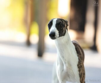 Chart angielski whippet FCI - 4