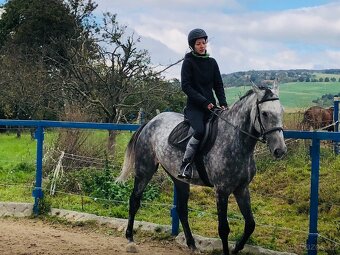 Slovensky teplokrvnik s pp - 4
