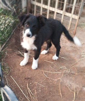 Border Kolie štěňátka dlouhosrstá - 4