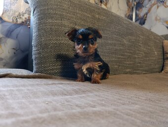 Jorkšírský teriér - 4