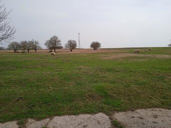 Prodám masná jehňata - 4