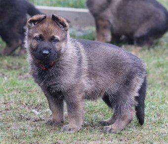 Německý ovčák s PP - 4