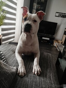 Americký Stafordšírský teriér - 4