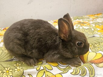 Zakrslý králíček - 4