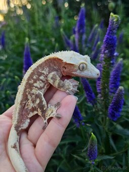 Pagekon řasnatý / ciliatus - 4