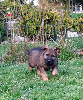 Štěňata Německý ovčák s PP - 4