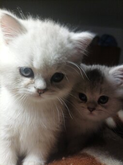 Luxusní koťátka Britské činčily - 4