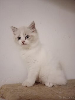 Ragdoll koťátka bez PP - 4