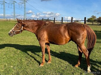 Prodám březí polokrevnou klisnu - 4