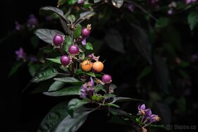 Chilli semena | Chilli papričky | Chilli semínka - 4