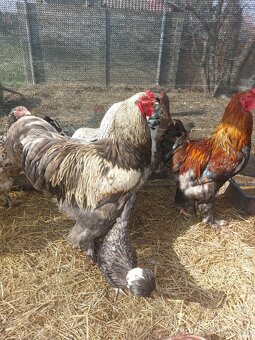 Brahmanky kohouti - 4