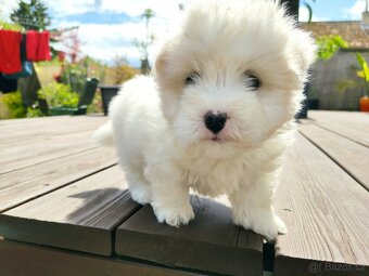 Coton de tulear s PP - 4