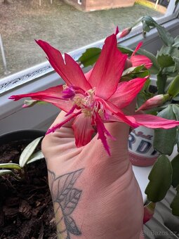 Schlumbergera - zbierkové raritné kultivary - 4