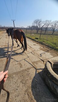 Pronájem pony kobylky 140cm - 4
