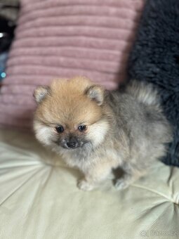 Pomeranian - 4
