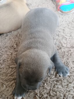 Amstaff - 4