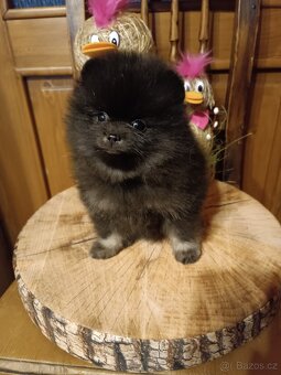 Pomeranian, PP - 4