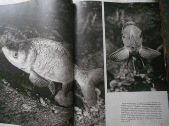 rybáři, zvířectvo, ptactvo, koně - 4