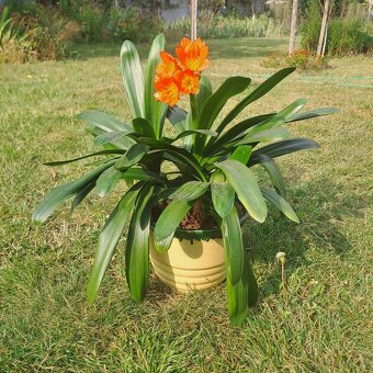 Klívie řemenatka - 4