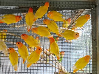 Agapornis ružovohrdly opalin - 4