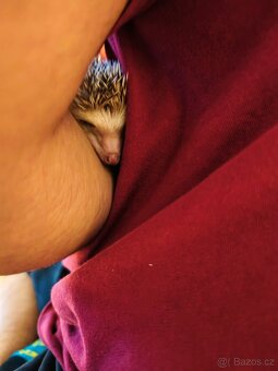 Bělobřichý ježek - 4