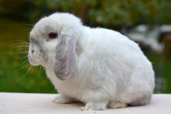 Sameček minilop Princ - 4