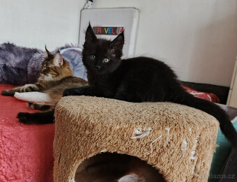 Mainská mývalí koťátka. - 4