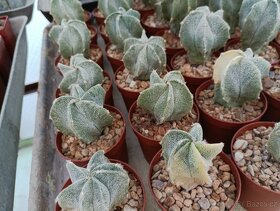 Kaktusy a sukulenty - 4