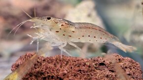Kreveta Caridina Multidentata (Amano, Japonica) - 4