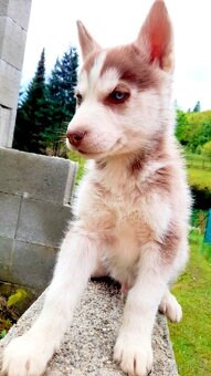 Sibirsky husky - 4