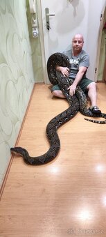 Krajta Mřížkovaná - 4