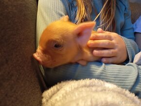 Kune Kune - selátka - 4