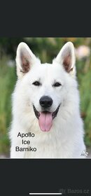 Bílý švýcarský ovčák s PP-uchovnělý - 4