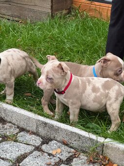 Štěňátka American Bully - 4